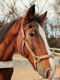 馬 馬,動物,欧米の写真素材