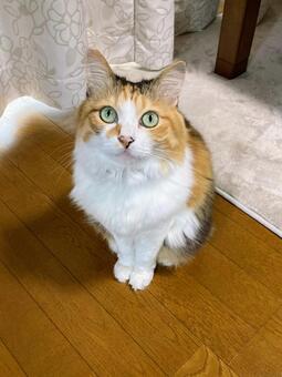 おすまし猫ちゃん（縦） 猫,三毛猫,ペットの写真素材