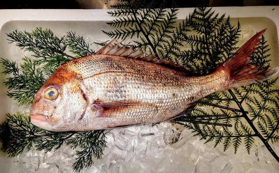 鮮魚 真鯛 鮮魚 真鯛の写真