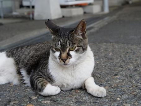 高千穂 地域猫 高千穂 地域猫 野良猫,地域猫,猫の写真素材