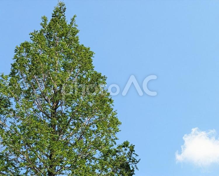 空と雲と大きな木  清々しい 木,すがすがしい,大きな木の写真素材