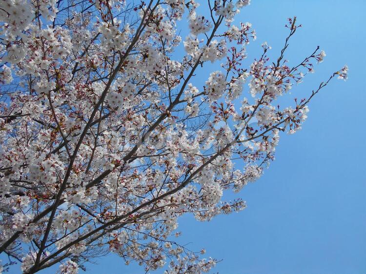 青空と満開の桜 桜,サクラ,桜の花の写真素材