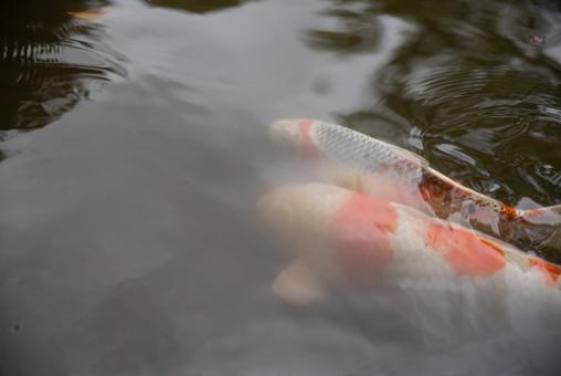 水面を泳ぐ錦鯉の写真