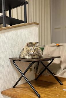 ミニテーブルで香箱座りのキジ猫 猫,ミニテーブル,座るの写真素材