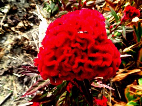 ケイトウの花 ケイトウの花の写真