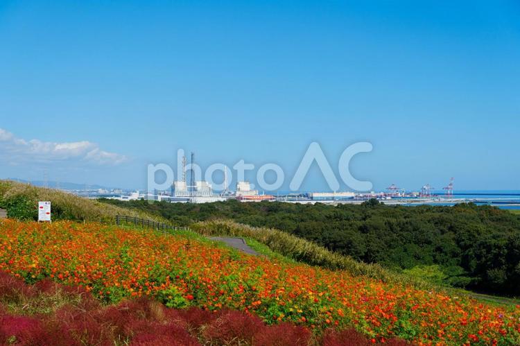 海辺に咲き誇る花々と、沿岸部の工場地帯 屋外,人物なし,自然の写真素材