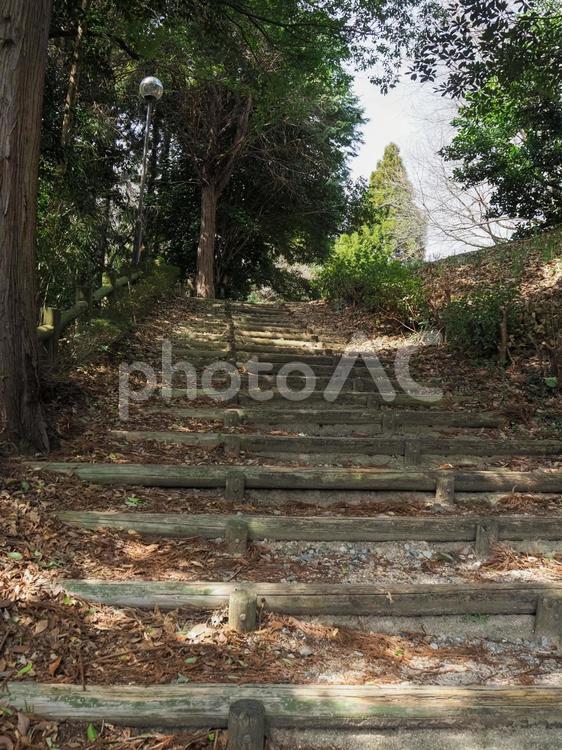 木陰の階段 木陰,木,階段の写真素材