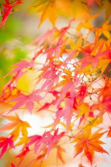 紅葉 紅葉,かえで,秋の写真素材