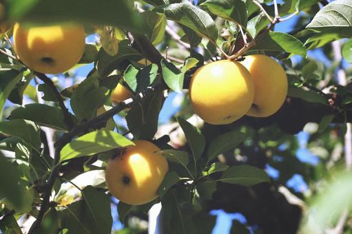 りんご りんご,秋,フルーツの写真素材