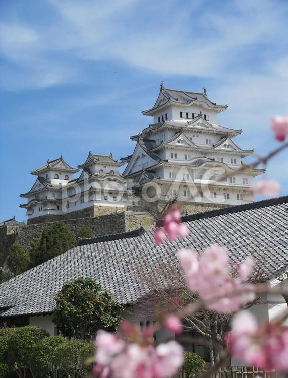 姫路城と桜 姫路城,桜,世界遺産の写真素材