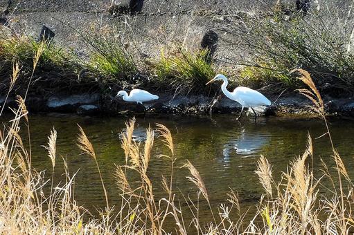 仲良しのコサギとチュウサギ 仲良しのコサギとチュウサギの写真