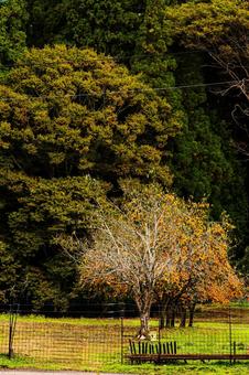 秋の色づき柿の実る風景 11月,秋,木々の写真素材