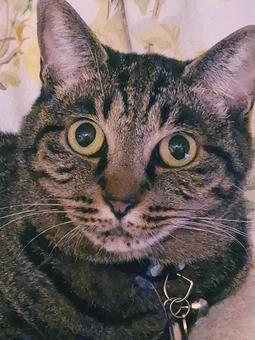 What happened to the cat?, JPG What happened to the cat?, JPG