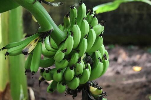 まだ緑のバナナのなる木のアップの風景 緑,バナナ,木の写真素材