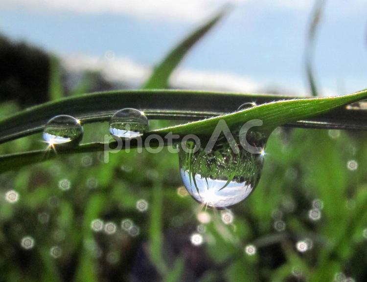 水滴と朝の光Water drops 水滴,しずく,雨の写真素材