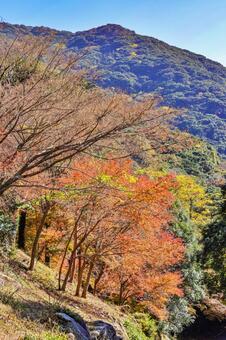 轟峡の紅葉 紅葉,もみじ,赤の写真素材