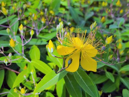 黄色の花の写真
