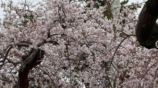 桜の写真