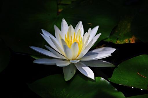 水蓮 水蓮の写真