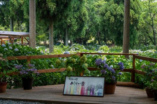Tsumanogou Hydrangea Garden, JPG