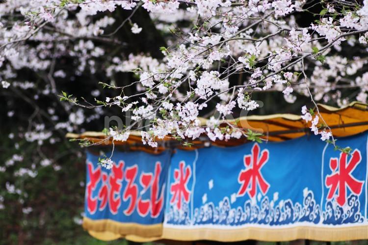 桜の花見と屋台 花,春,屋台の写真素材