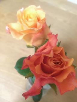 バラの花 バラの花の写真