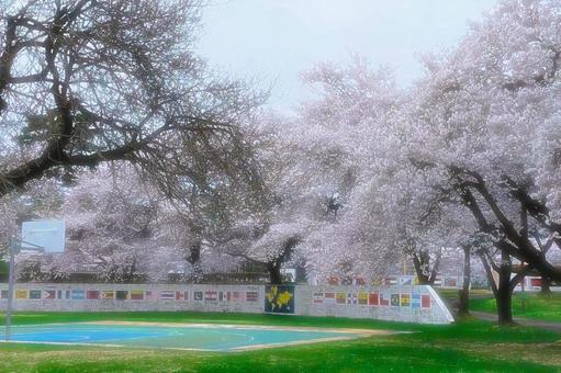 2025年4月の公園4 2025年4月の公園4の写真