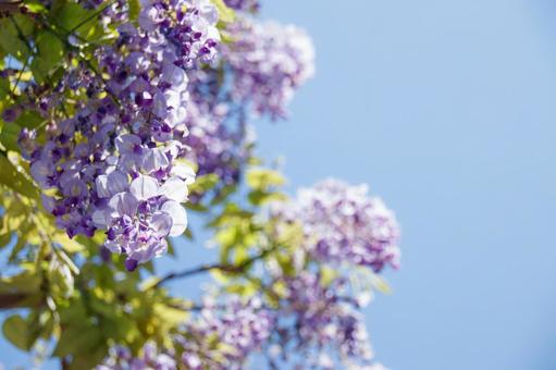 藤の花と青空 藤の花と青空の写真