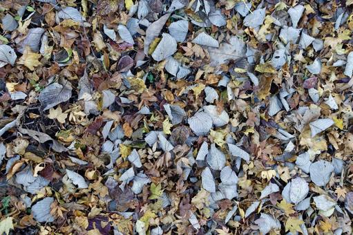落ち葉の絨毯 落葉,枯葉,紅葉の写真素材