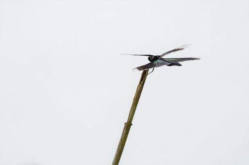 Butterfly dragonfly(58), JPG Butterfly dragonfly(58), JPG