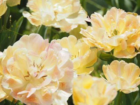 tulips, JPG tulips, JPG
