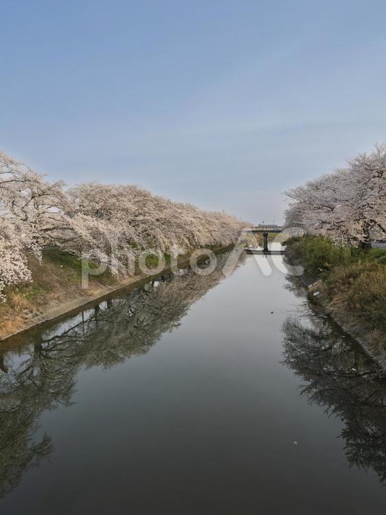 桜満開の川 桜満開,川,春の青空の写真素材