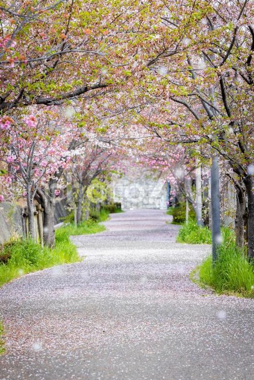 桜の花が落ちる道 桜,サクラ,春の写真素材