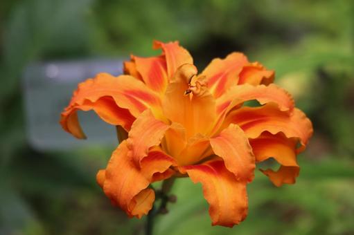 ヤブカンゾウのオレンジ色の花のアップ ヤブカンゾウのオレンジ色の花のアップの写真