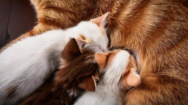 授乳中のママ猫と仔猫 授乳中のママ猫と仔猫の写真
