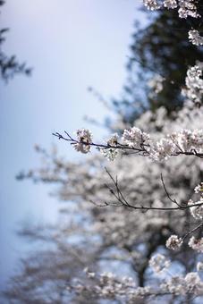 青空に映える満開の桜 桜,サクラ,花の写真素材