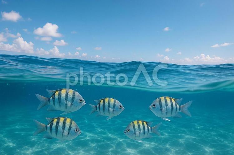 青空と水中の魚たち 海,熱帯魚,水中の写真素材