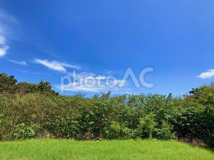 爽やかな夏の青空と新緑の風景 青空,雲,森の写真素材