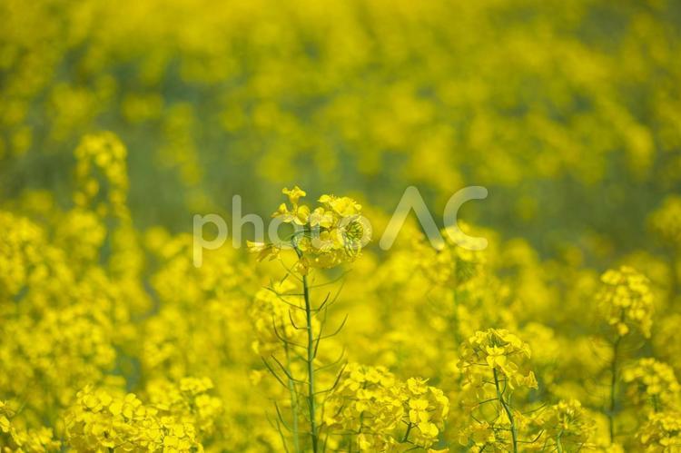 菜の花の黄色い世界 菜の花,黄色,春の写真素材