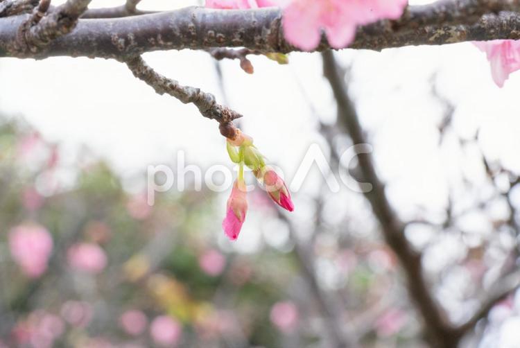 寒緋桜 寒緋桜,カンヒザクラ,桜の写真素材