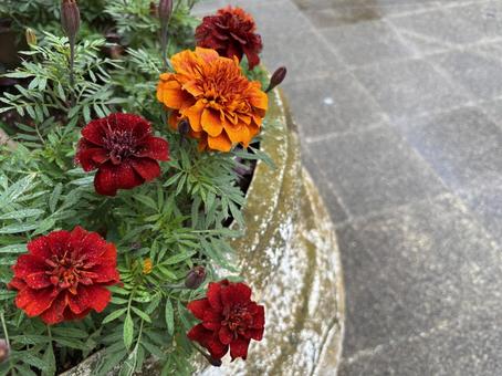 マリーゴールド１ マリーゴールド,秋,シックの写真素材