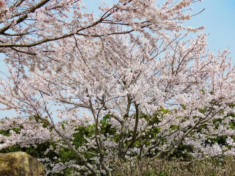 春イメージ〜満開の桜の木 サクラ,さくら,桜の写真素材