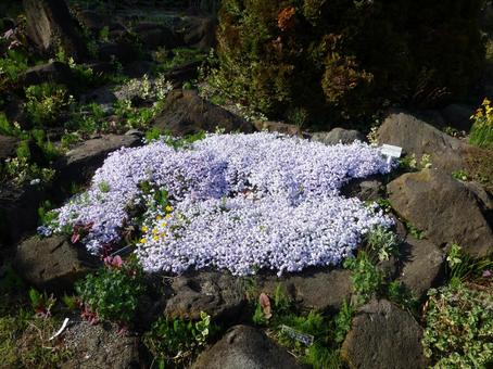 石囲いの花壇に咲く淡色のシバザクラ シバザクラ,花,植物の写真素材