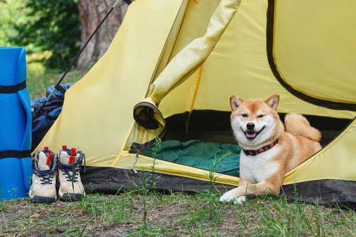 テント横で笑顔の犬の写真