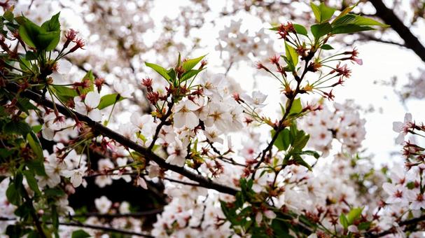 満開の桜のクローズアップ マクロ撮影 満開の桜のクローズアップ マクロ撮影 桜まつり,ソメイヨシノ,桜並木の写真素材