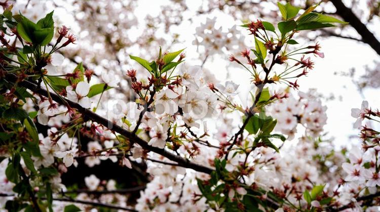 満開の桜のクローズアップ　マクロ撮影 桜まつり,ソメイヨシノ,桜並木の写真素材