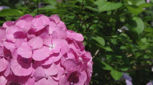 紫陽花 紫陽花の写真