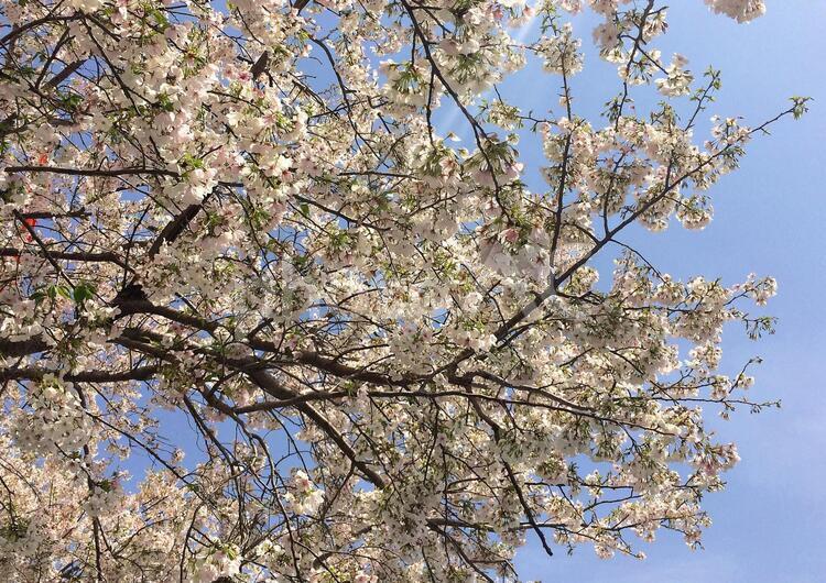 桜 桜,サクラ,花見の写真素材