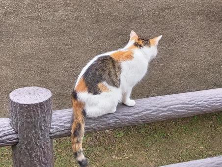 柵の上にいる三毛猫 柵の上にいる三毛猫の写真