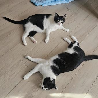寝そべるハチワレ母猫とハチワレ妹猫 寝そべるハチワレ母猫とハチワレ妹猫 猫,ねこ,ハチワレの写真素材